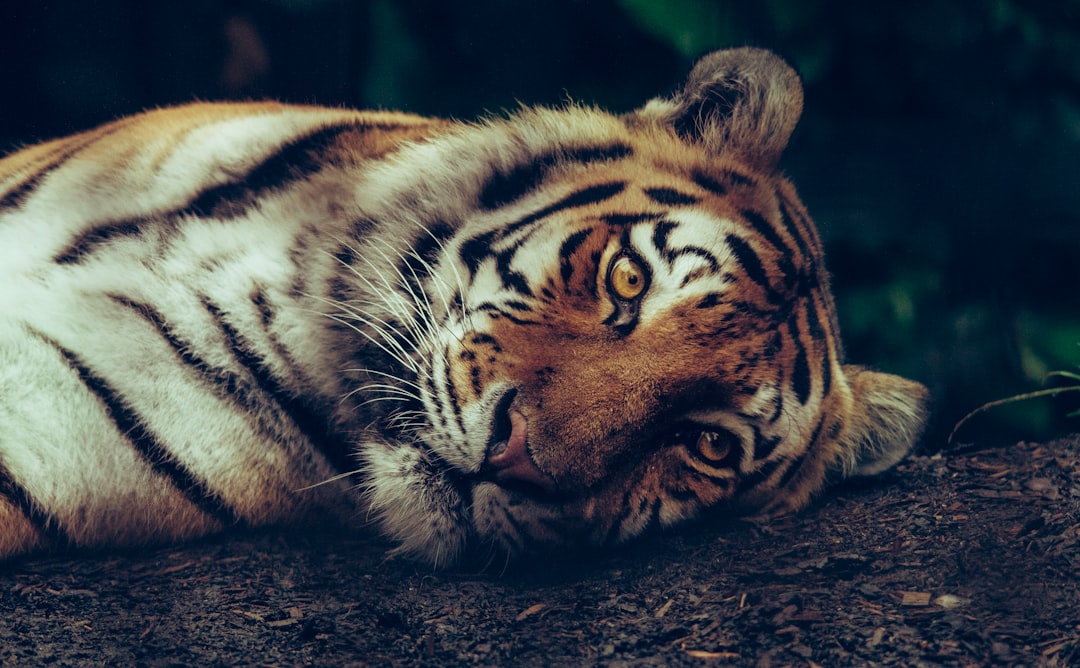 Bengal Cats