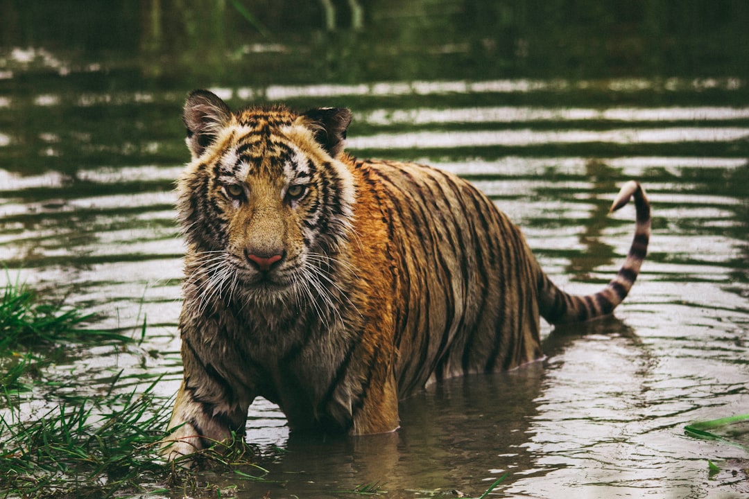 Bengal Cats